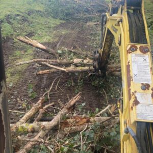 Ivan Willis tree clearing 5
