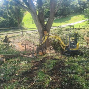 Ivan Willis tree clearing 6